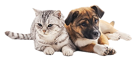 Hund og kat