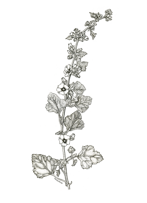 malva.png