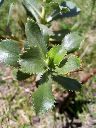 GRINDELIA2.jpg