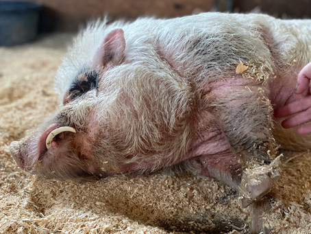 Pig-Pocalypse 2020