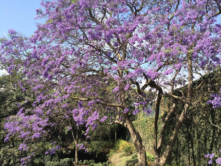 jacaranda