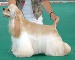 Dark Haven Eye on the Prize