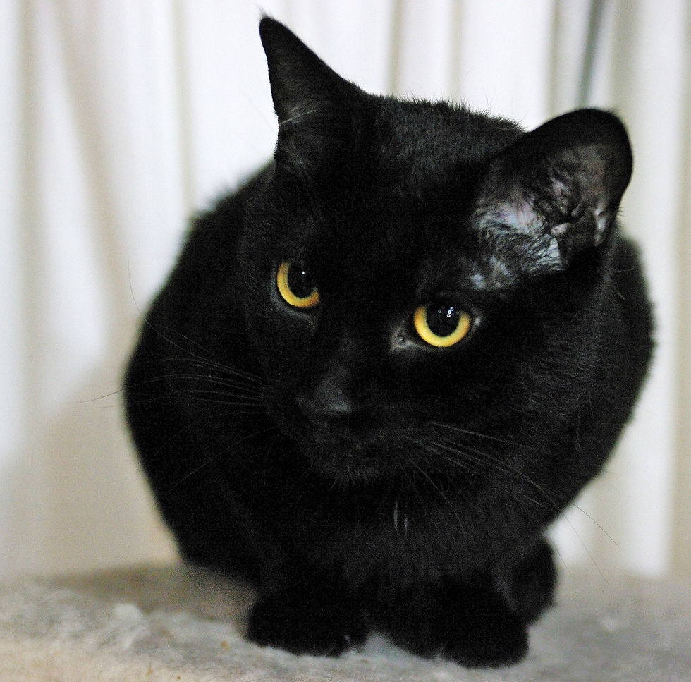 nigra