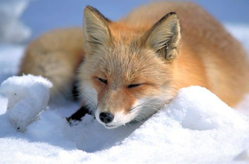 vulpo