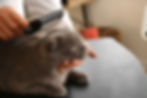 female-groomer-brushing-cat-salon.jpg