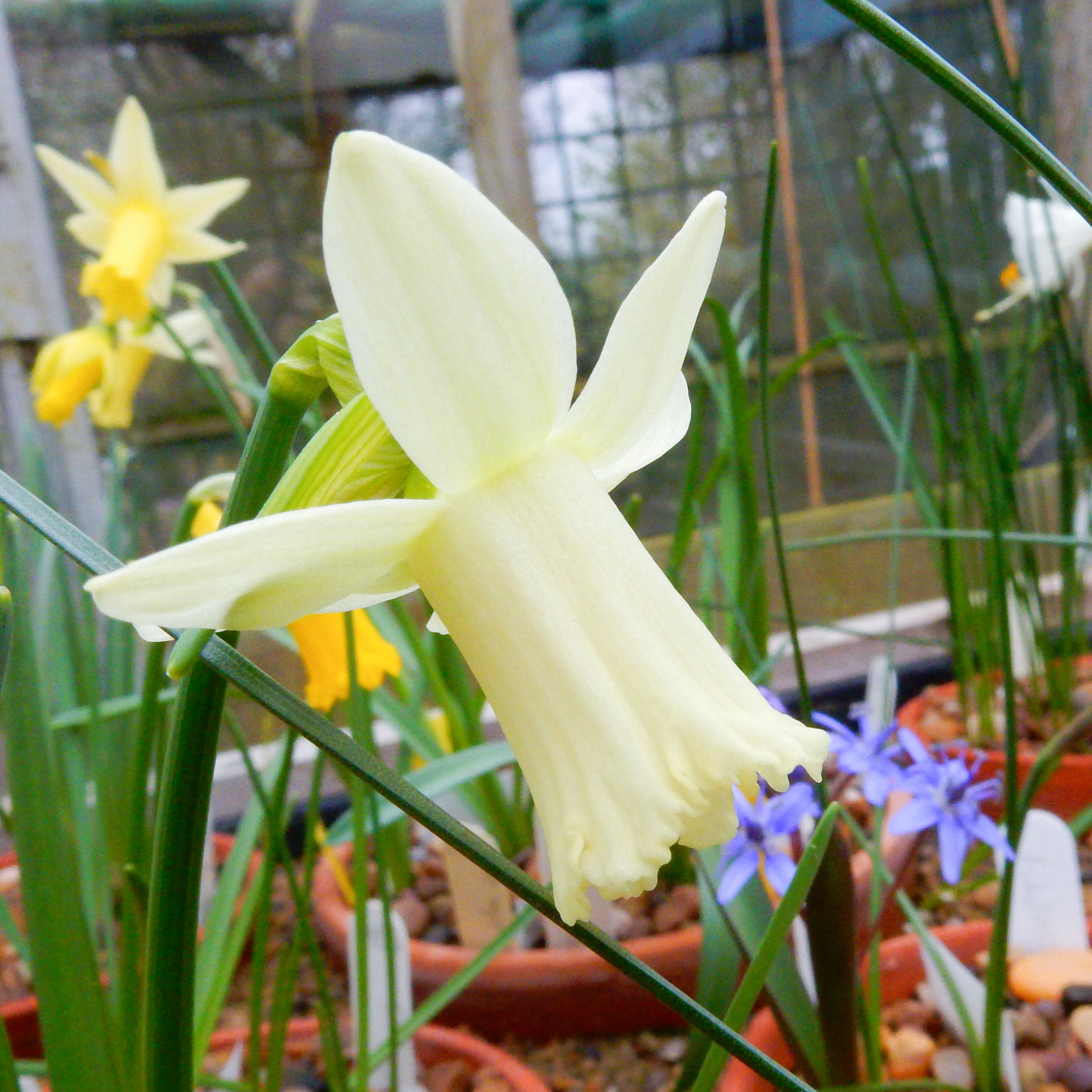 Narcissus Wee Nod angle-2.jpg