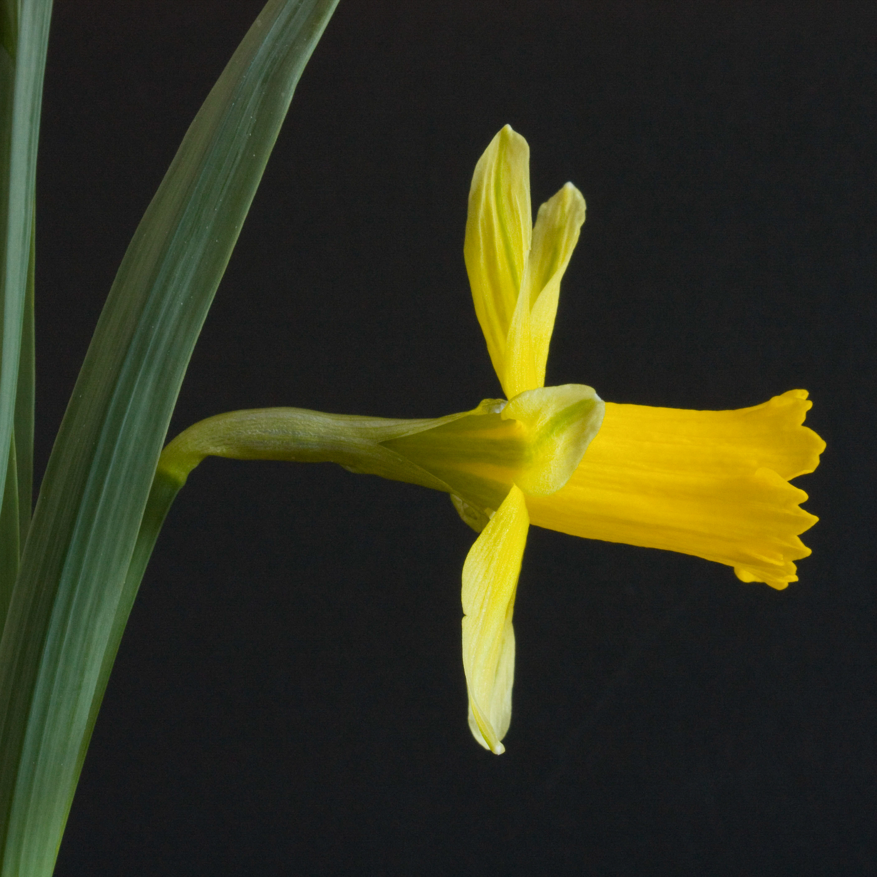 Narcissus x koshinomurae.jpg