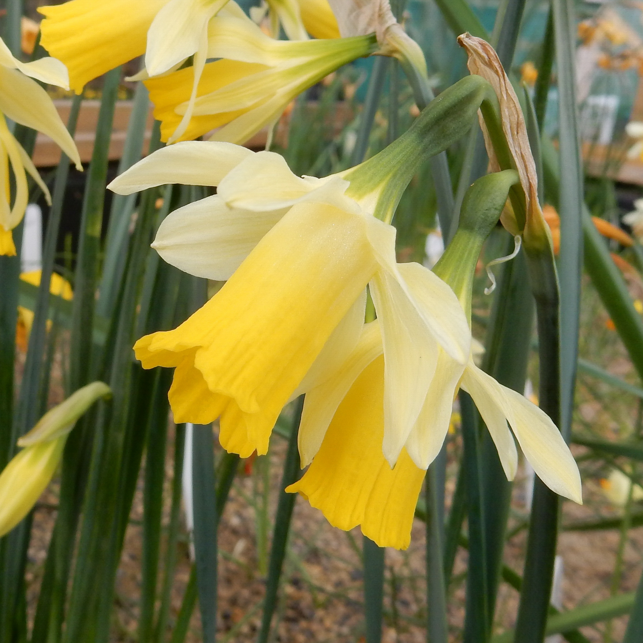 Narcissus x koshinomurae.jpg