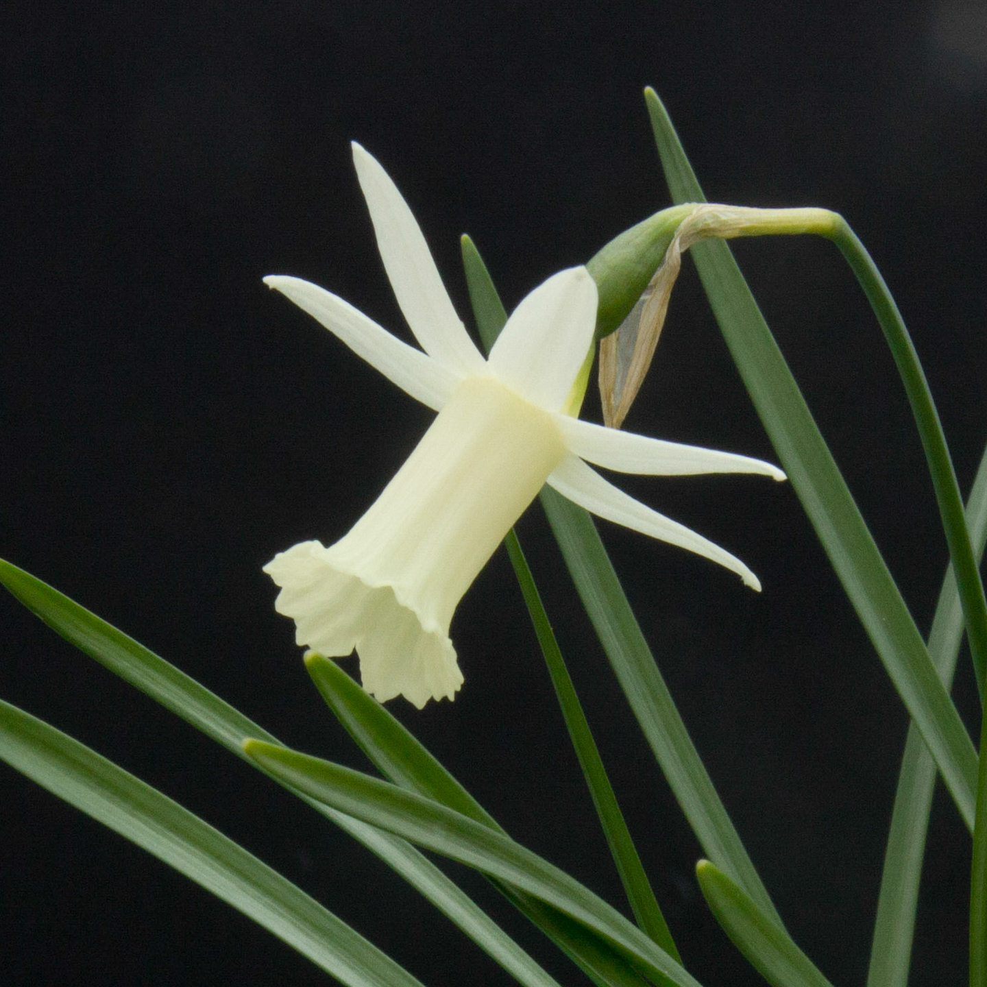 Narcissus Wee Nod angle-2.jpg