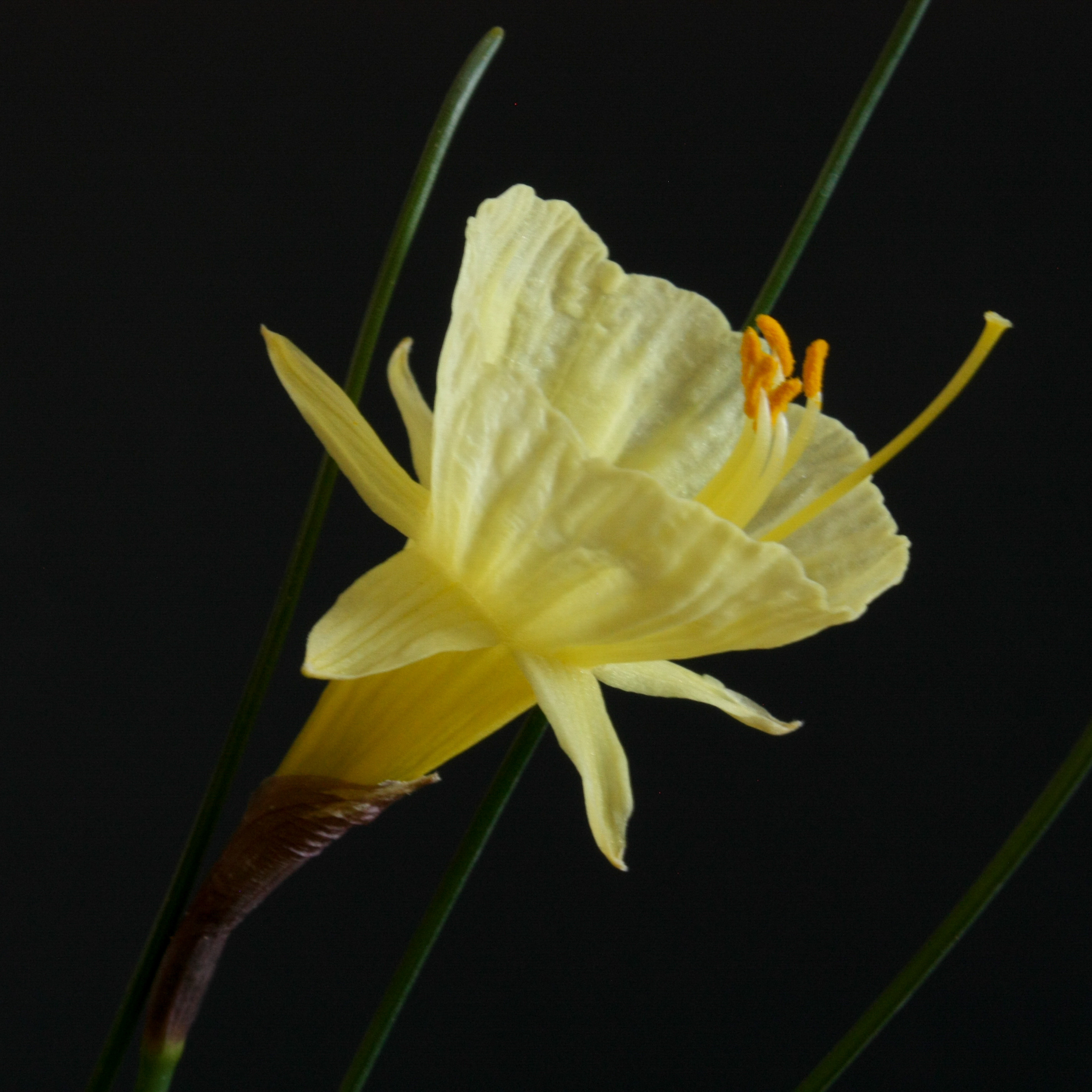 Narcissus x koshinomurae.jpg