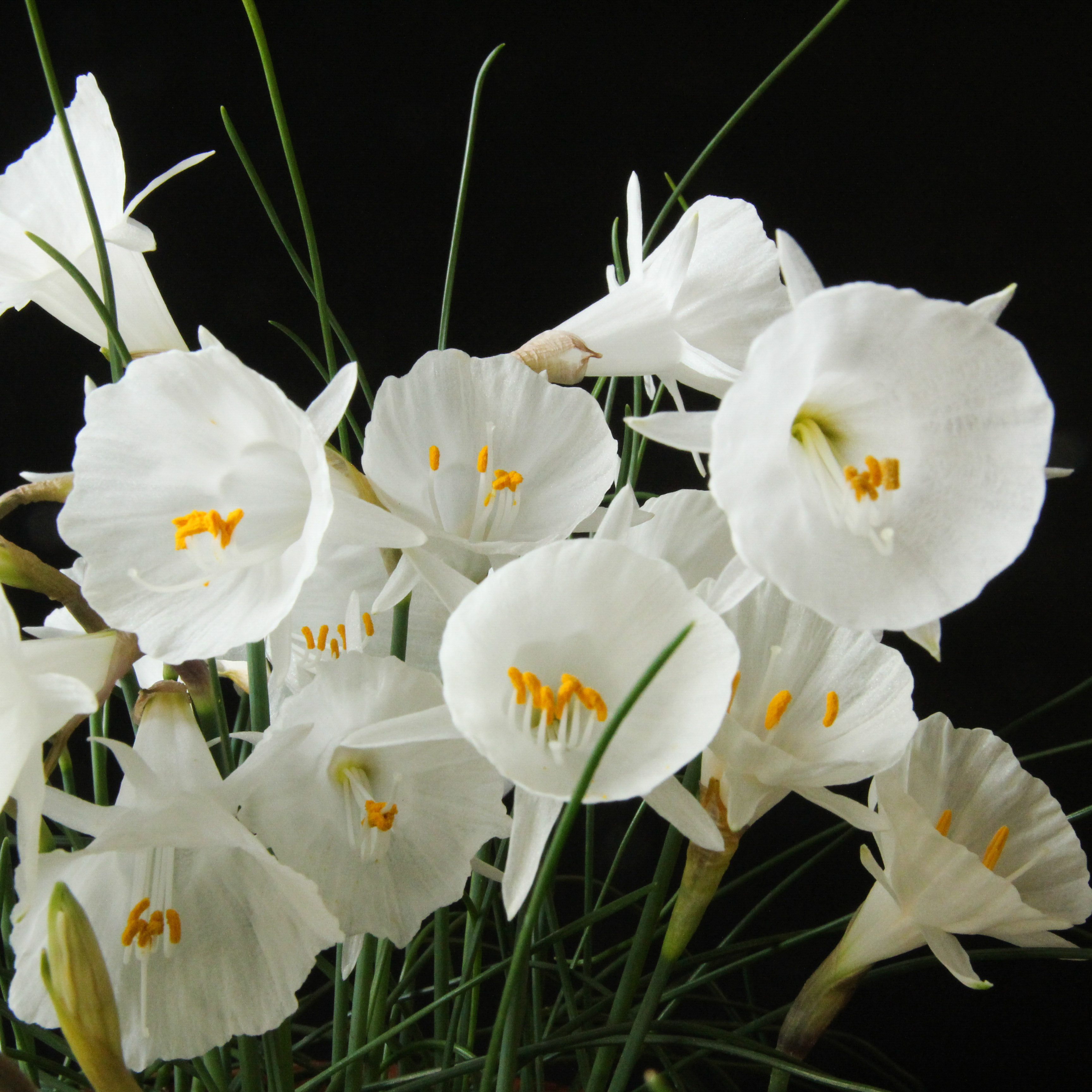Narcissus x koshinomurae.jpg
