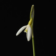 Estonian Spirit garden seedling close.jp