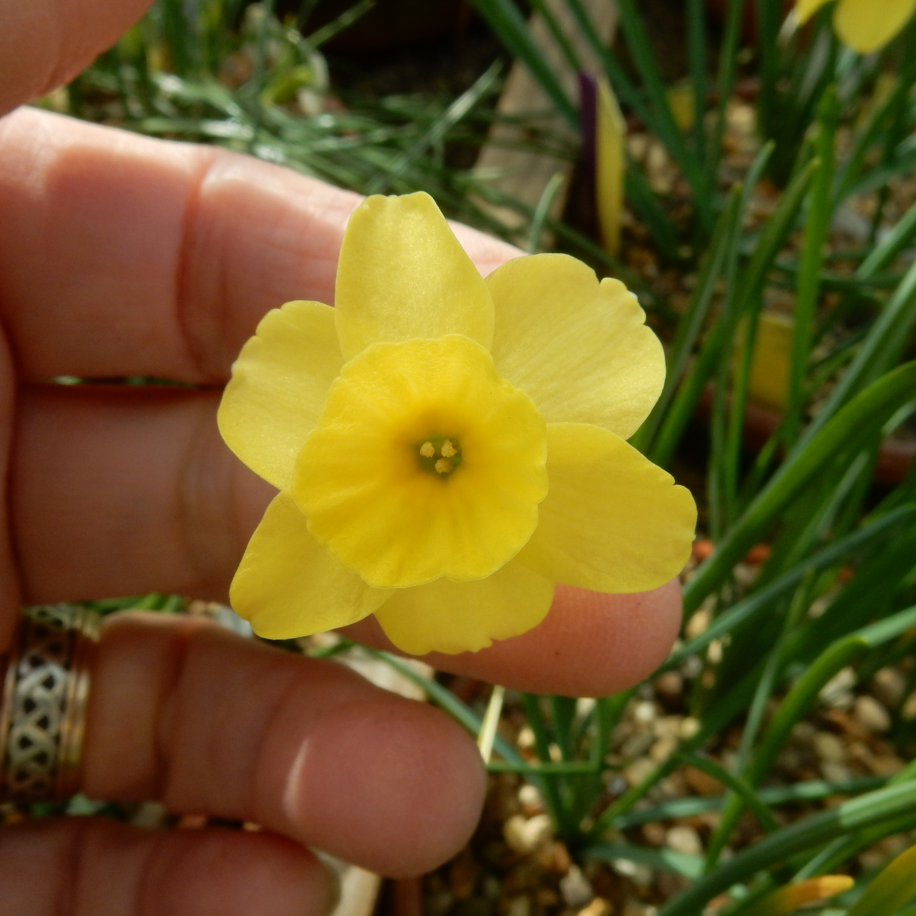 Narcissus Wee Nod angle-2.jpg