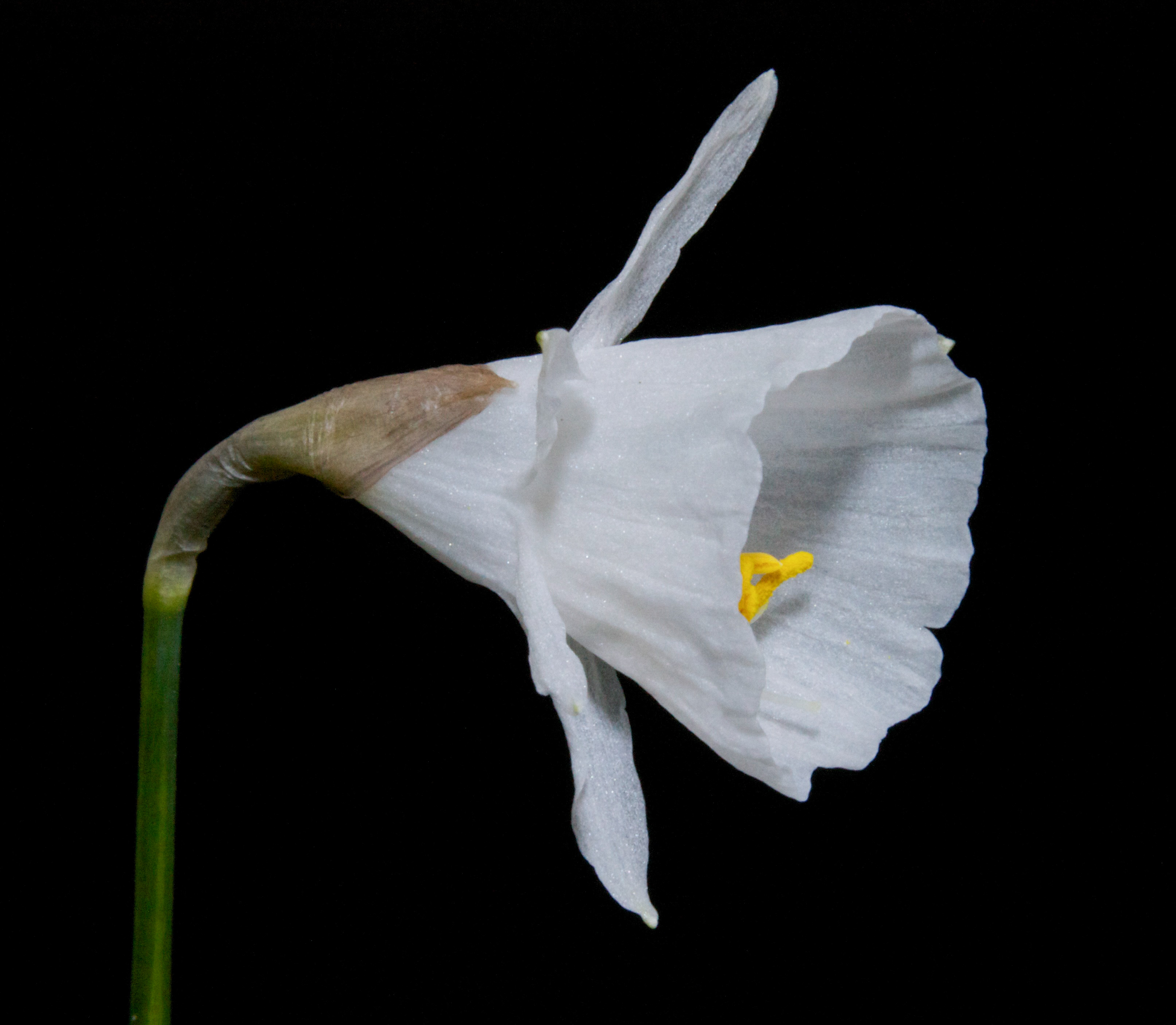 Narcissus x koshinomurae.jpg
