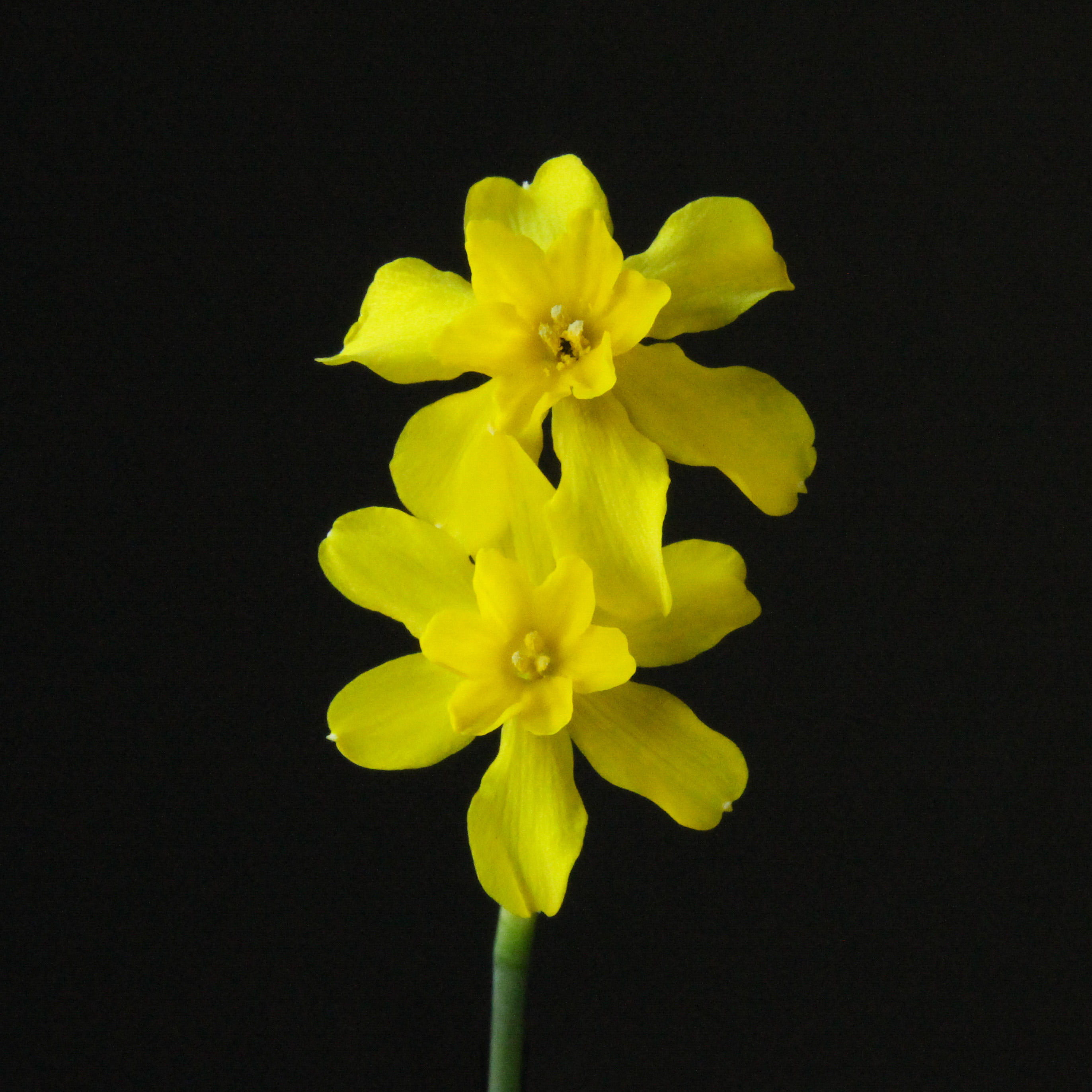 Narcissus x koshinomurae.jpg