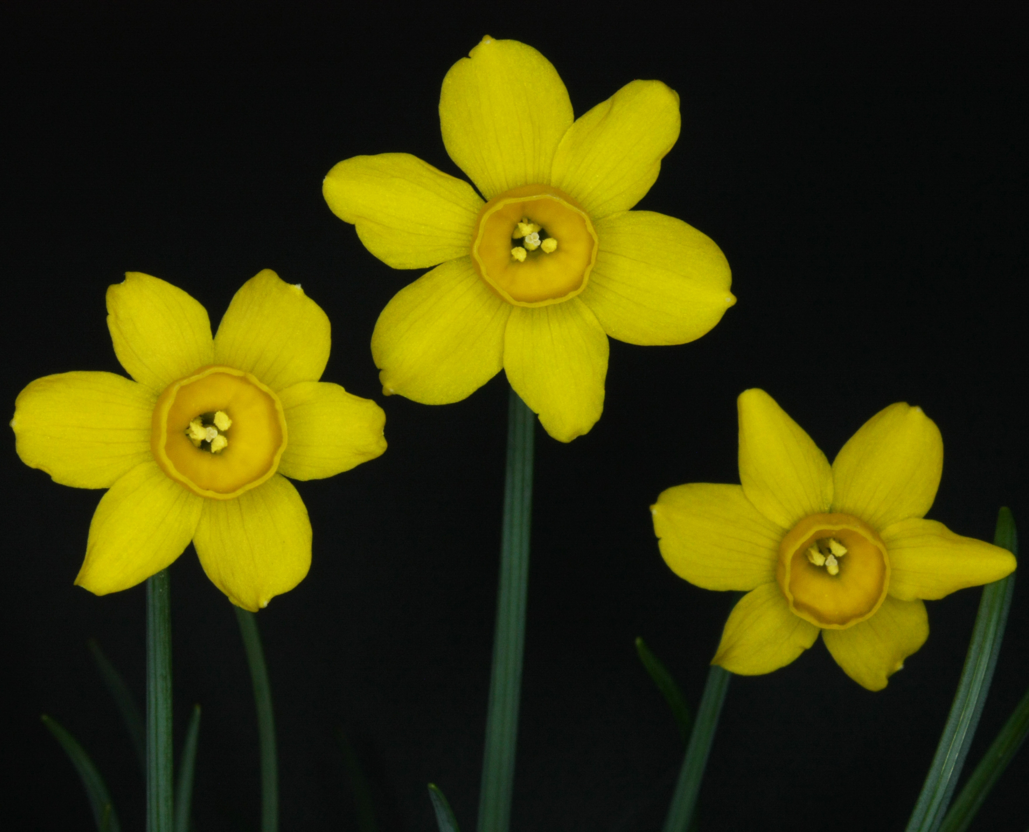 Narcissus x koshinomurae.jpg