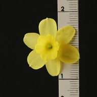 Crème_Fraiche_close_ruler.jpg