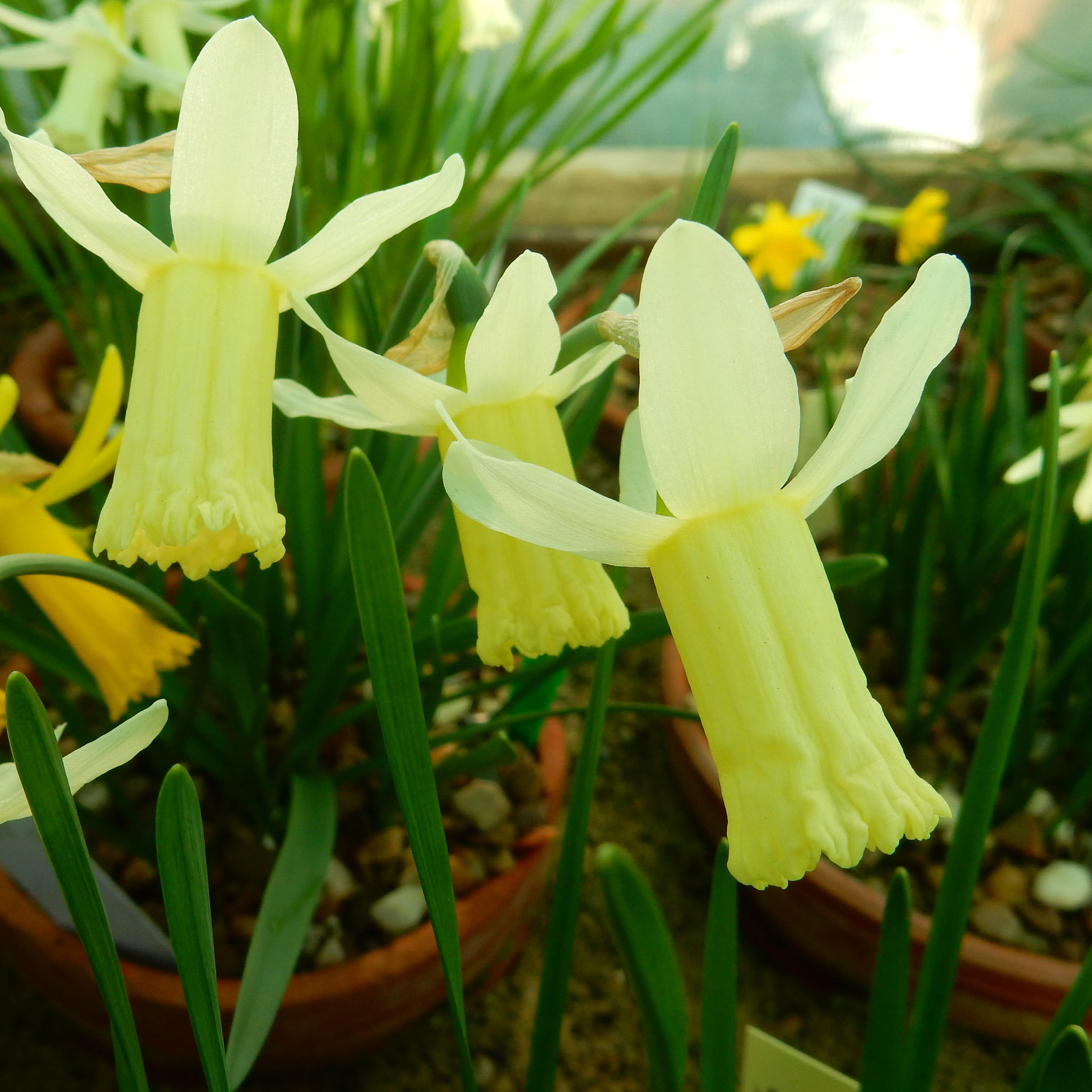 Narcissus Wee Nod angle-2.jpg