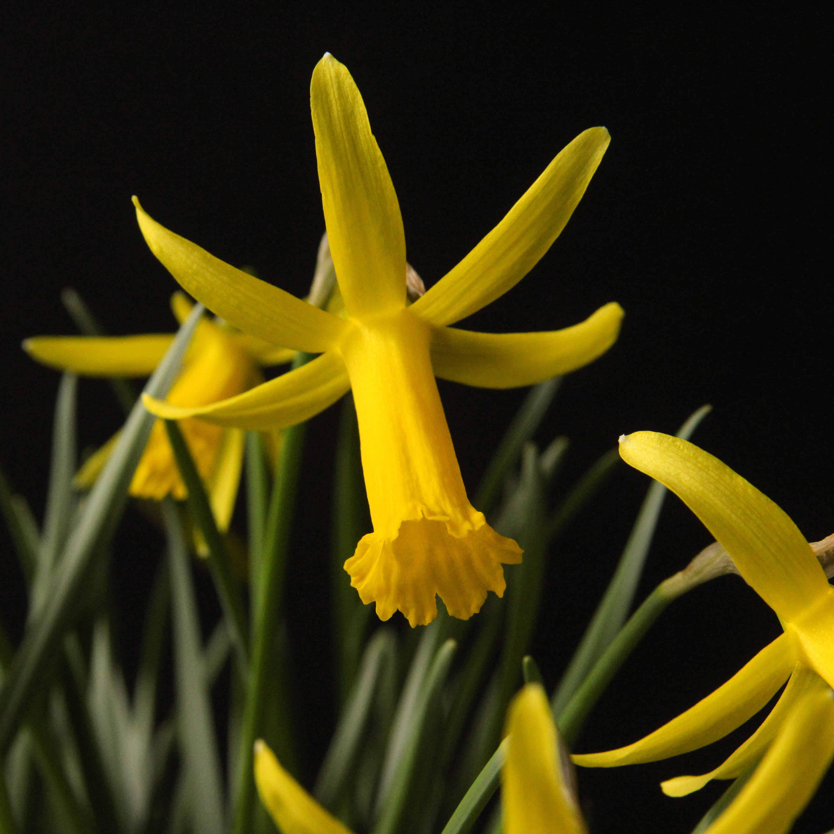 Narcissus Wee Nod angle-2.jpg