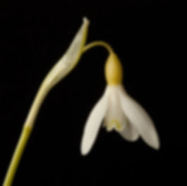 Galanthus 189 Estonian Spirit group Kull