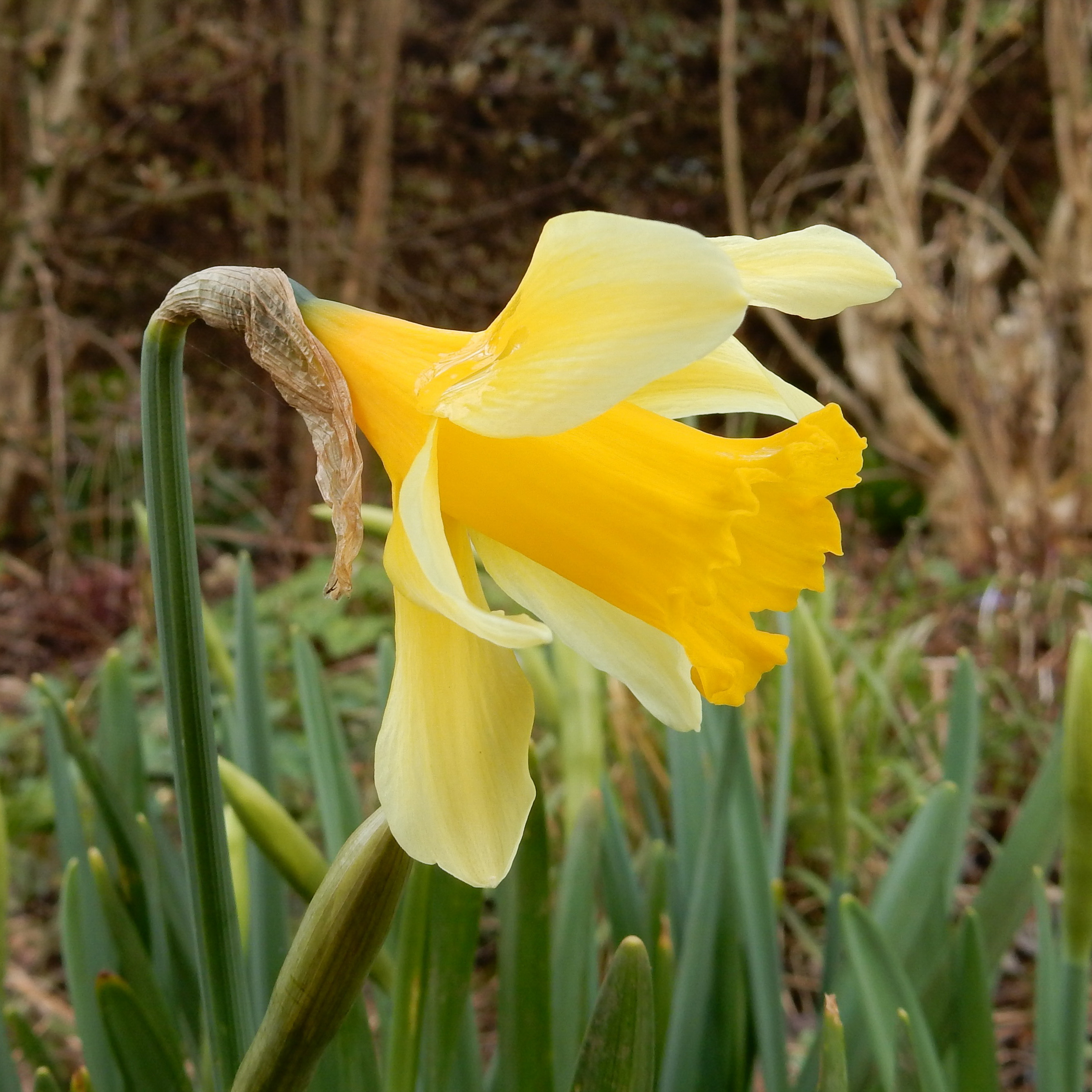 Narcissus x koshinomurae.jpg