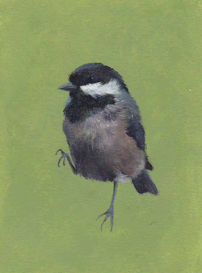 Coal Tit on Green