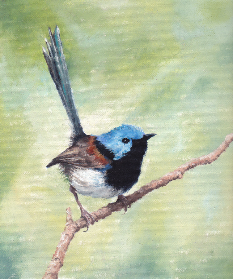 Fairy Wren