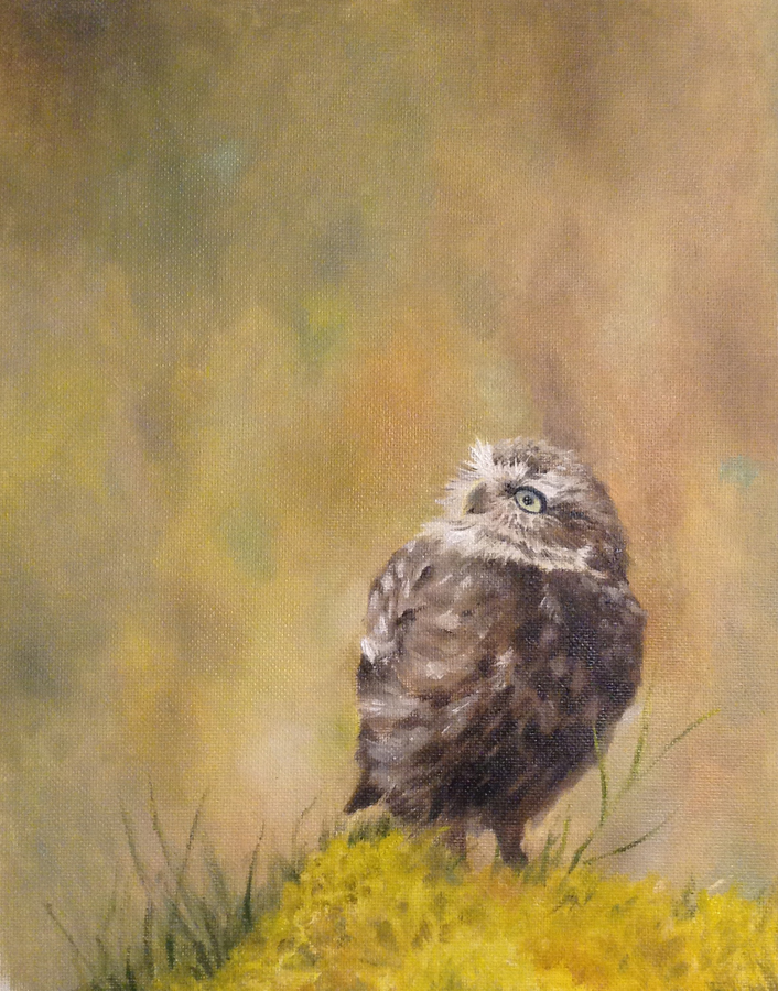 Little Owl