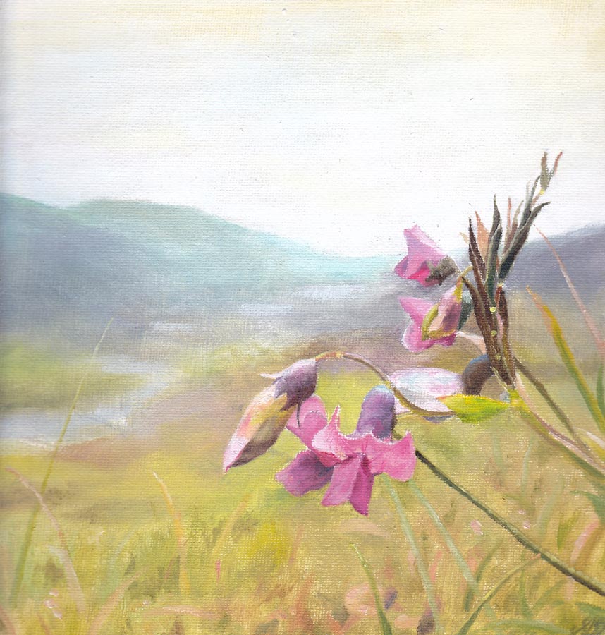 Bitter Vetch