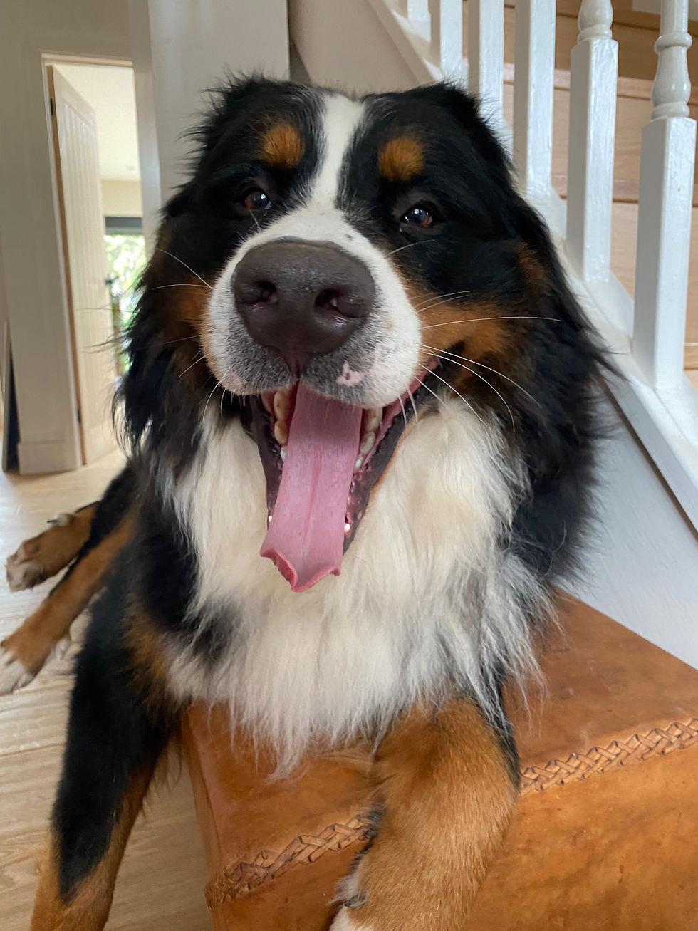 Bernese Mountain dog on bench