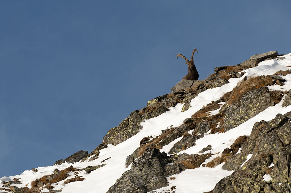 Skitour, Skihochtour, Südtirol, Schnals, Weisskugel