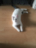 Kitty Scratch