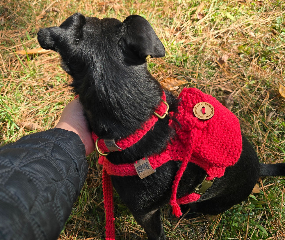 A small black dog wearing a red harness and backpack sits outdoors on grass and pine needles. A hand gently pets it. Relaxed mood.