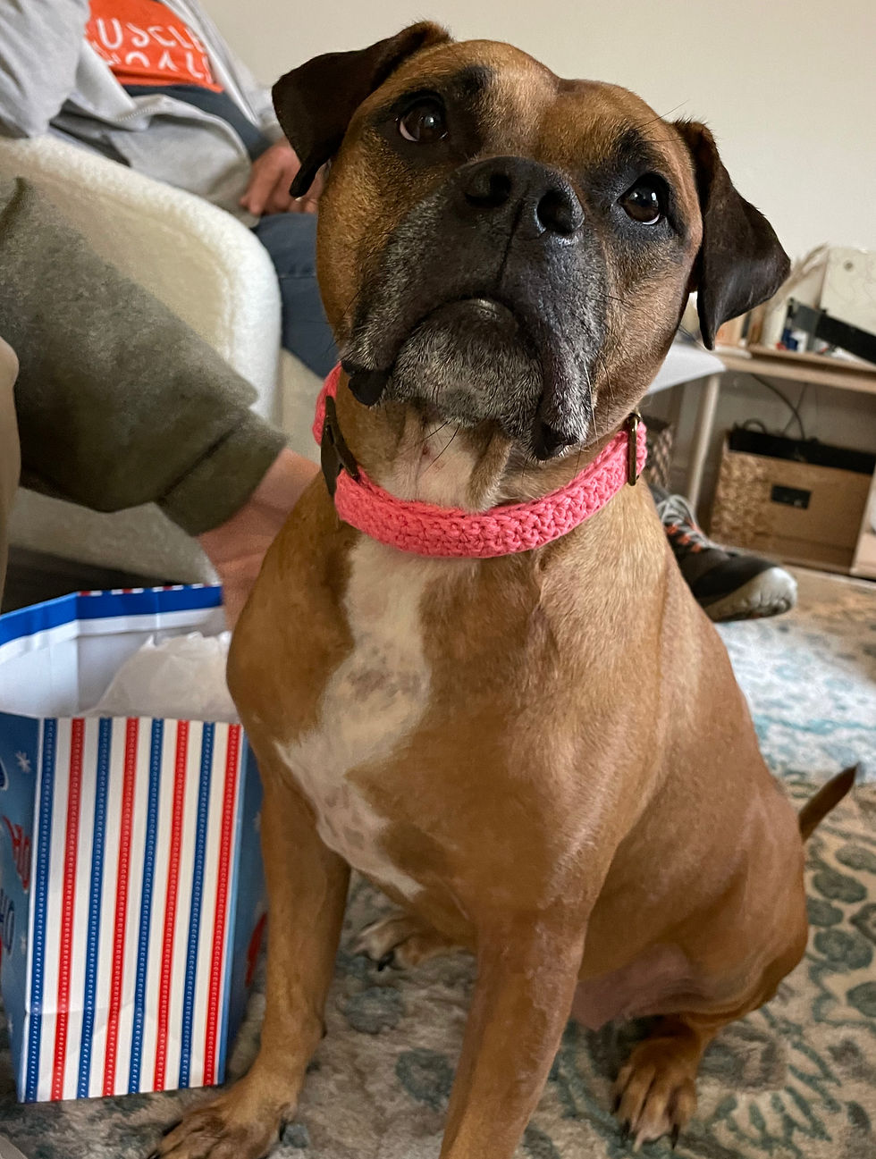 Boxer dog with a pink collar sits on a patterned rug, looking upwards. A person sits nearby, and a striped gift bag is on the floor.