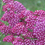 Miniature : Achillée millefeuille Cerise Queen