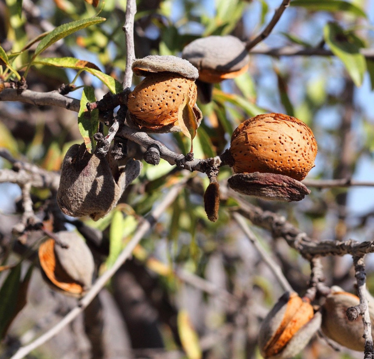 Miniature : Amandier