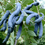 Miniature : Arbre aux haricots bleus