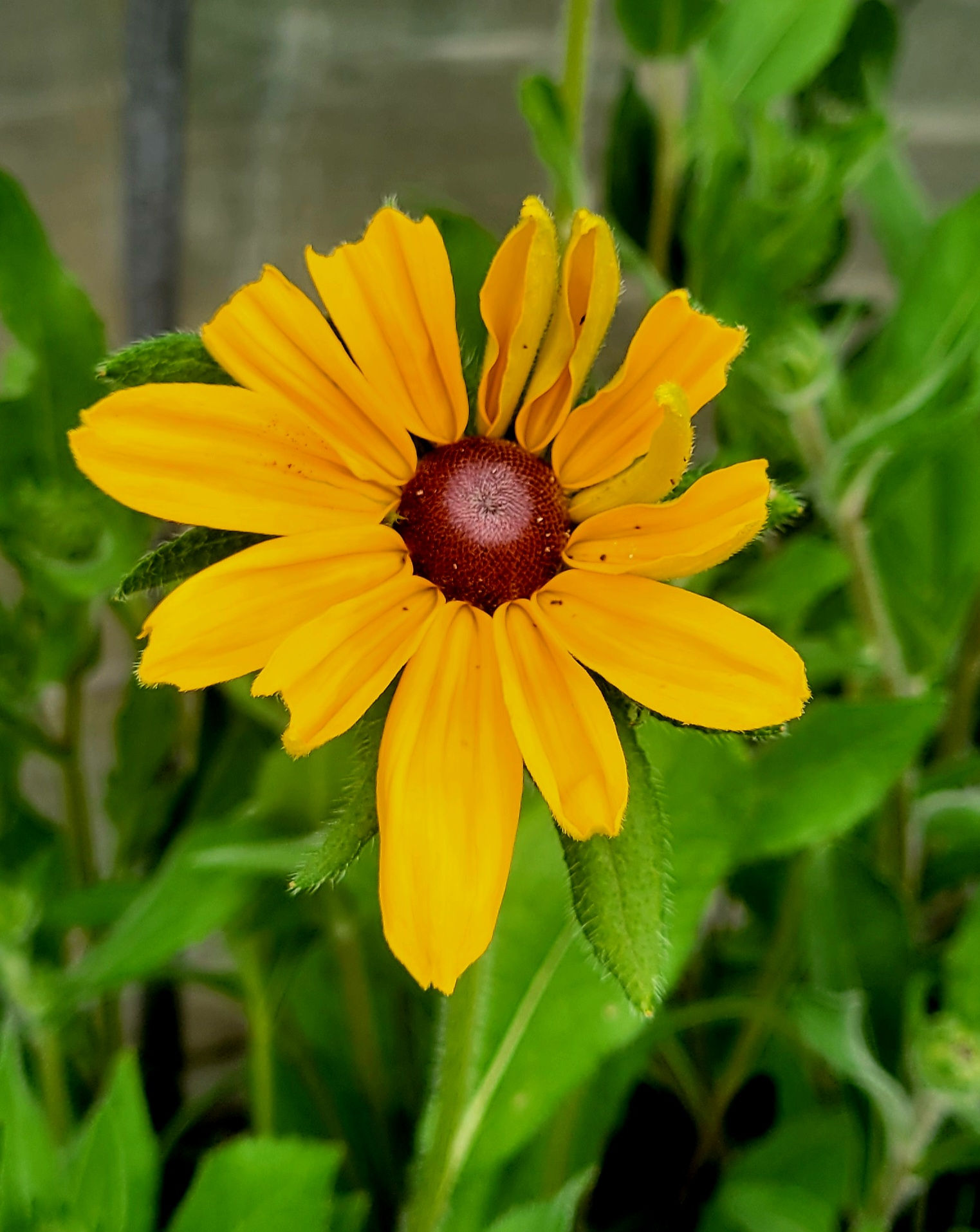 Rudbeckie hérissée