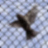 Thumbnail: copy of Modern classic shade net