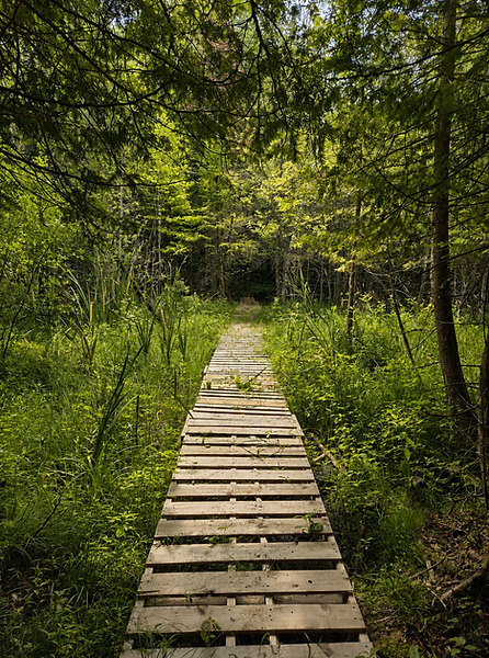 boardwalk pic for homepage modified 2.png