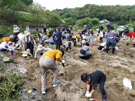 グッド・らいふ「ふれあい 芋ほり体験」を開催
