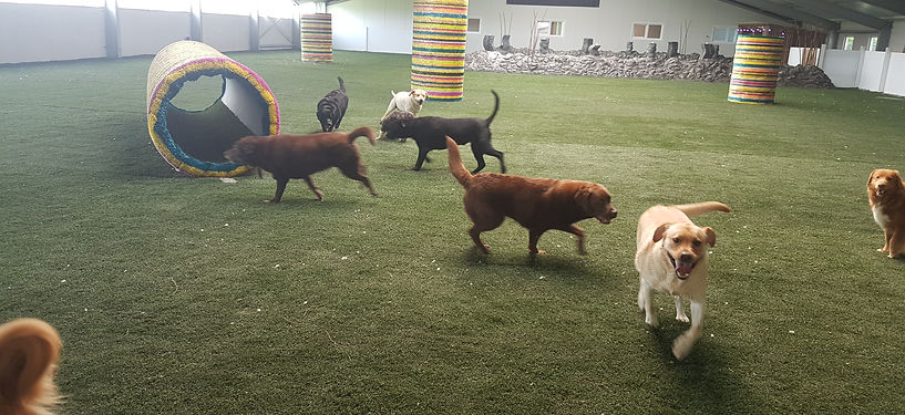 Hondenresort de Kamperhoeve