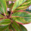 Thumbnail: Aglaonema Siam Aurora