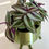 Thumbnail: Tradescantia