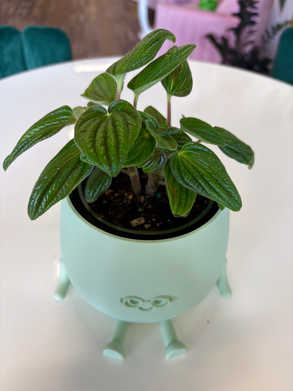 Thumbnail: Peperomia Fuzzy Mystery