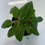 Thumbnail: Peperomia Fuzzy Mystery
