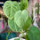 Thumbnail: Syngonium Chiapense "Frosted Heart"