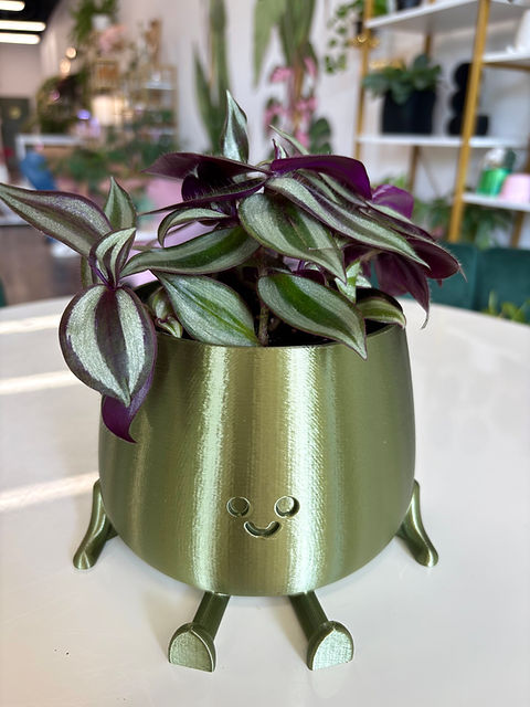 rattlesnake prayer plant Calathea Lancifolia Rattlesnake prayer plant