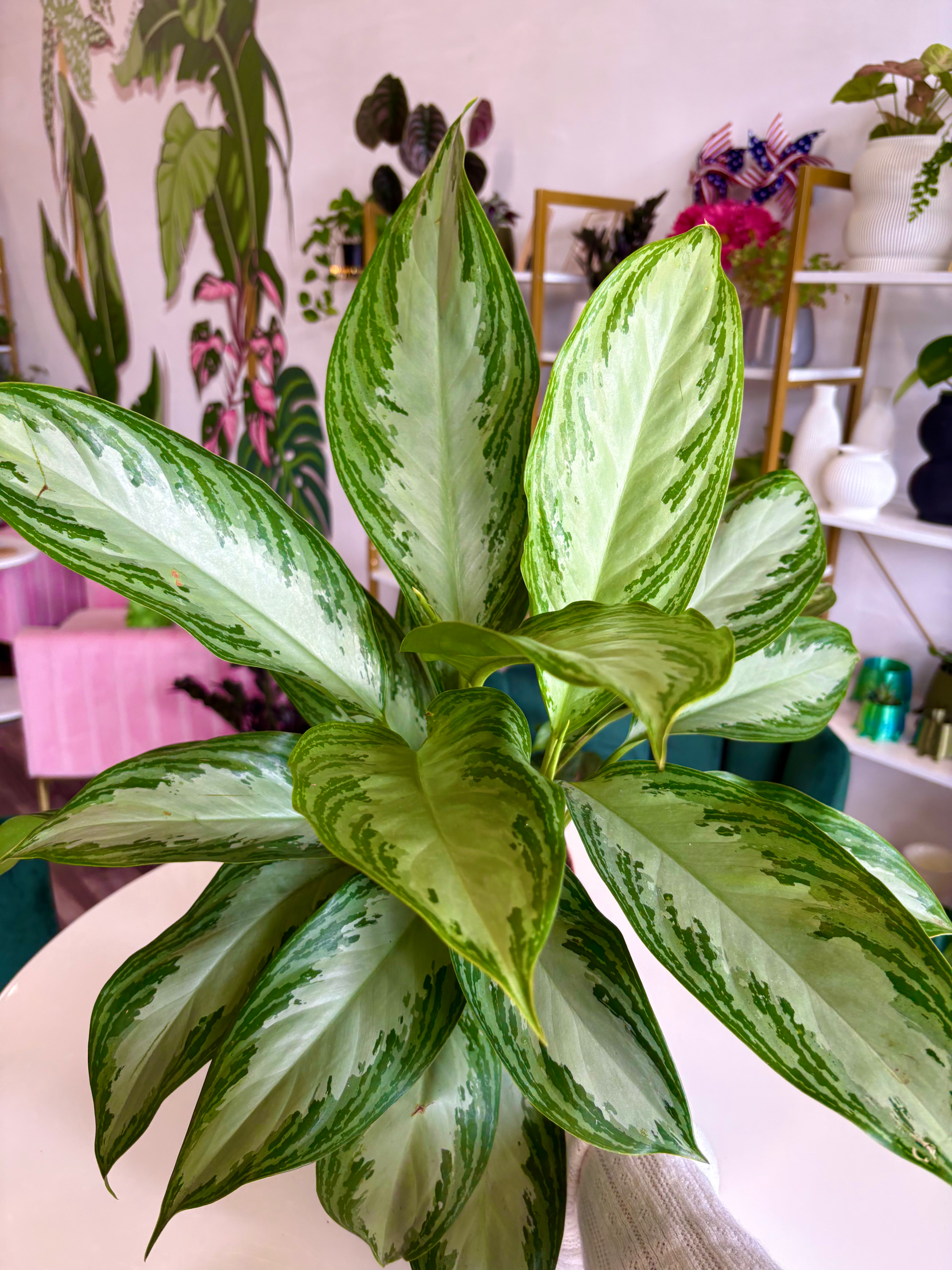 Aglaonema Silver Bay