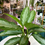 Thumbnail: Aglaonema Silver Bay